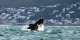 Middle East conflicts a danger for whales off S.Africa: study