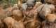 Necessity drives gold miners in DR Congos Ebola epicentre