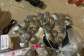 Police arrest 16 suspects, seize 209 rounds of ammunition at Gbane mining site