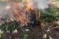 NACOC, Immigration Service destroy cannabis farms in Nadowli District