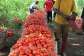 Tomato glut hits Asante Akyem Agogo, farmers appeal for buyers