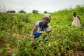 Nviron Hive, Tree Aid to fund 200,000 tree regeneration initiative in Yendi