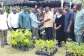 Agric Ministry distributes 1.2m tree seedlings to farmers
