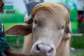 The rare albino buffalo has become a social media sensation and is drawing crowds in Bangladesh. -  Salahuddin Ahmed, AFP