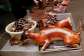 Dog meat can’t cure heartbreak – ICS debunks viral claim