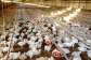 Patroniselocal chicken to sustain Nkoko Nketenkete Programme – Coordinator tells Ghanaians