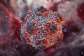 GHS activates national surveillance following hantavirus outbreak on Cape Verde cruise ship