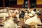 KponeKatamansoMCE condemns cattle invasion of school in viral video