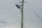 Three arrested over alleged theft of power cables at school project site