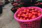 A/R: Kumasi tomato traders push for revival of local tomato industry