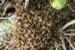 One dead, fire officer hospitalised after bee attack at Quarry Site inSokode Gbogame