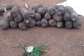 Dambaitraditionalauthoritiesperform rites toofficially open 2026 new yam trading season