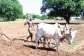 Prolonged dry spell threatens farming season in Upper East Region