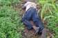 Farmer arrested for shooting man dead attempting steal yam from farm at Abongo No. 1