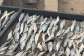FDA confiscates fish processed under unhygienic conditions after viral video at Tema Newtown