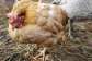 Eimeria species a Silent Poultry Parasite Threatens Ghana’s Agribusiness, Causing Massive Economic Losses
