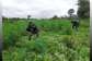 14 arrested over alleged cultivation and distribution of ‘wee’ in Nabdam