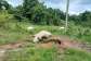 Fallen live electricity cable kills 10 cattle at Abrewanko