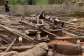 Four killed, several injured as terror snake causes dynamite explosion at Aboso