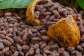 Cte dIvoire-Ghana Cocoa group praises government’s bold cocoa price hike