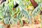 In Vitro Lab Experiment Finds Cassava Leaves May Help Protect the Body from Harmful Free Radicals