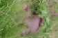 22-year-old lynched after allegedly murdering farmer, butchering chief at Offinso