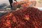 Famers at Anloga-Avume call for buyers, govt intervention as tomatoes rot in farms