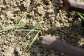 A farmer plants onions at his farm in Kwalkwalawa, in north-western Nigeria, on 22 February 2025. -  Sunday Alamba / AP