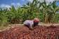 NPP challenges GH¢2,650 cocoa producer price for 2026/27 season