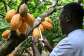 Ivory Coasts National Center for Agronomic Research wants to create a bean that can survive the unpredictable weather events unleashed by climate change.  By Issouf SANOGO (AFP)