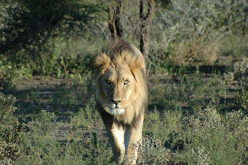 South Africa’s Cruel Lion Farming Industry Is Fuelling The Illegal 