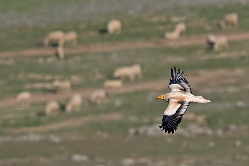 International project to secure a safer flyway and restore the Egyptian Vulture in the Balkans