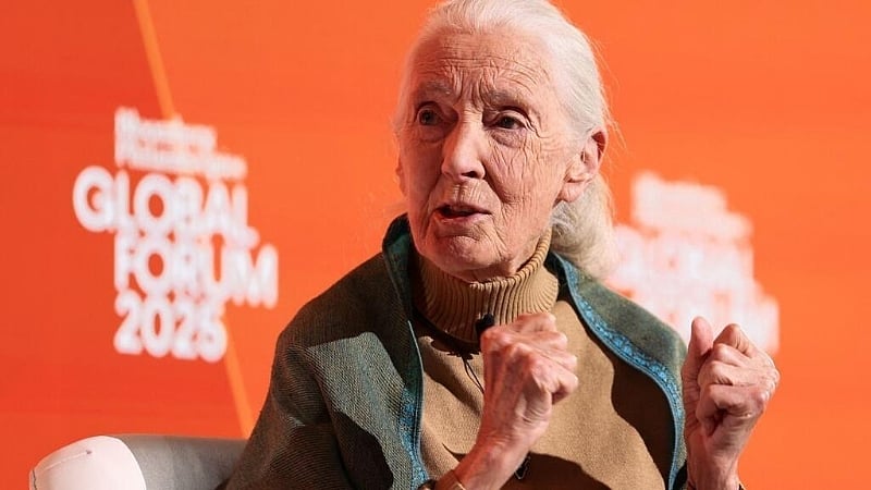 Jane Goodall, pioneering primatologist and voice for wildlife, dies aged 91
