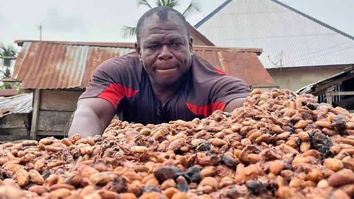 Government cannot fight galamsey with abysmal cocoa price – Twifo Nsuakyi Chief
