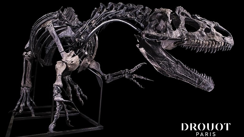 allosaurus skeleton for sale