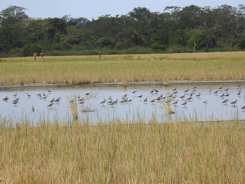 Let’s keep migratory birds soaring