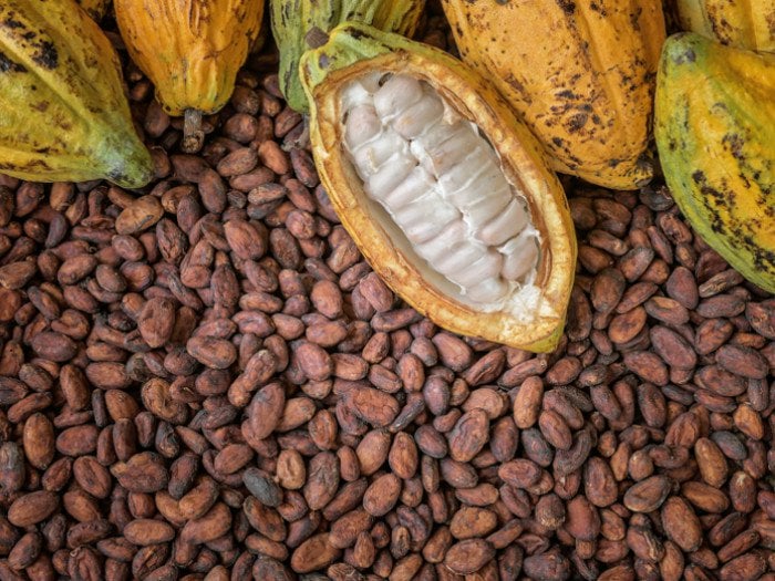 COCOBOD rollsout Cocoa Management System to capture information of