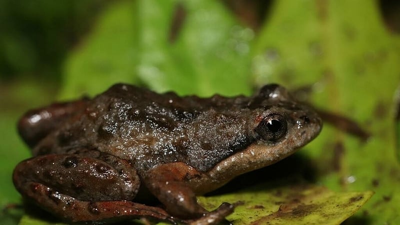 Population of critically-endangered thumbnail-sized frogs found in ...