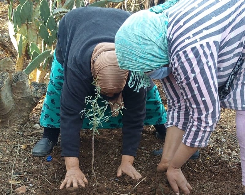 Can Carob Trees Support Rebuilding in the Moroccan Mountains?
