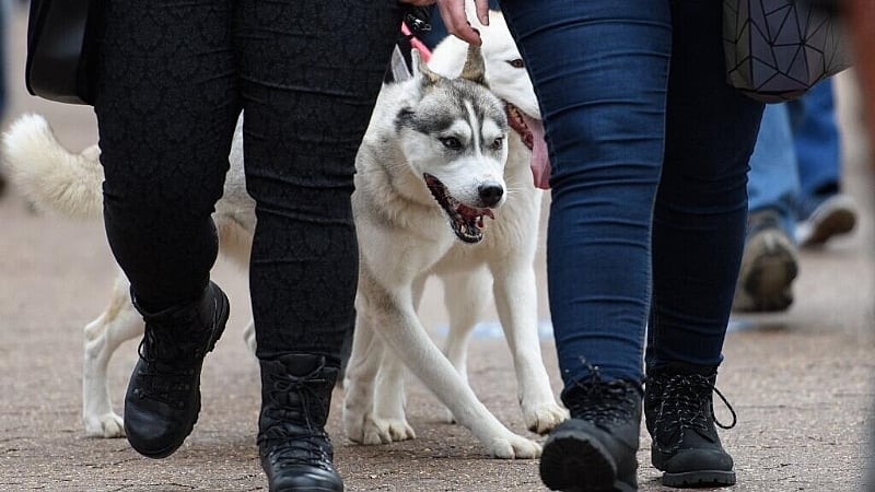 Rare case of canine rabies discovered near Paris