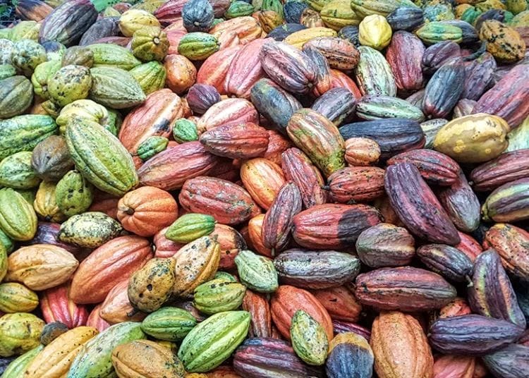 New Cocoa Price To Be Announced Early Next Week