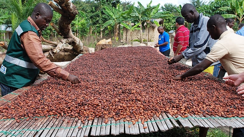 Cocoa Prices Plunge Ahead of Festive Season
