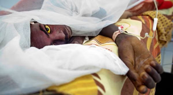 Yellow Fever Insect Yellow fever outbreak kills seven in Sissala East