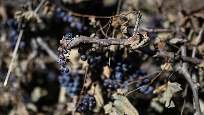 Historic lows expected for French wine harvest after record summer heatwaves