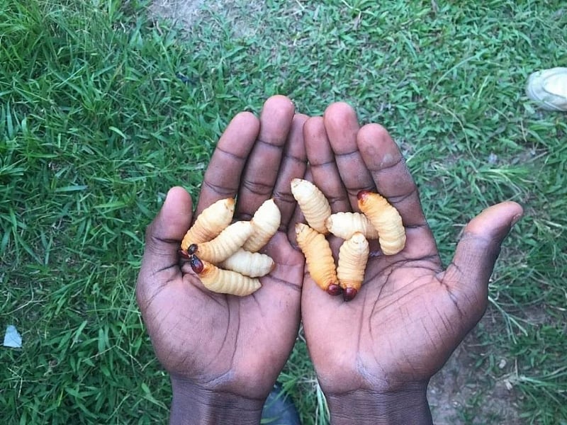 Nutritional Facts And Health Benefits Of Edible Palm Weevil Larvae ...