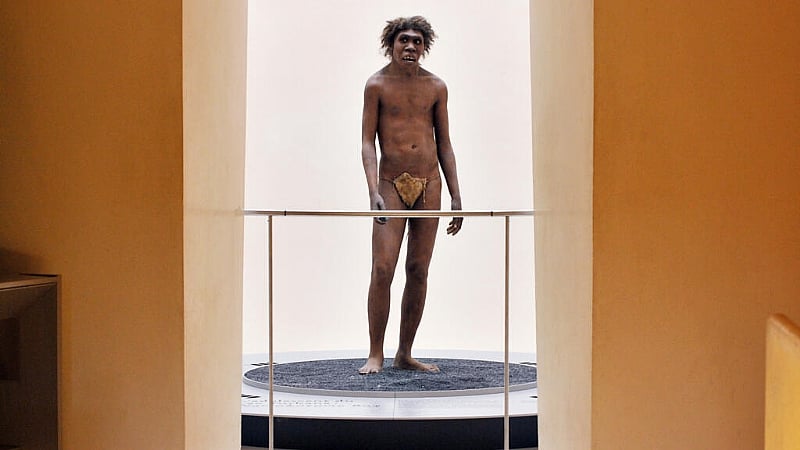 Fossils discovered in Morocco shed light on our African root...