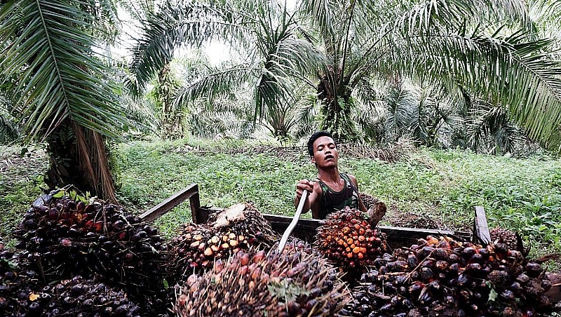 France rejects proposed tax break on palm oil