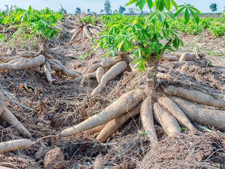 cassava-fufu-is-anticancer-and-antidiabetic-agent