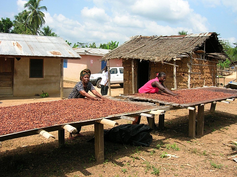 Cocoa farmgate price Minority on COCOBOD CEO's neck to apologize to