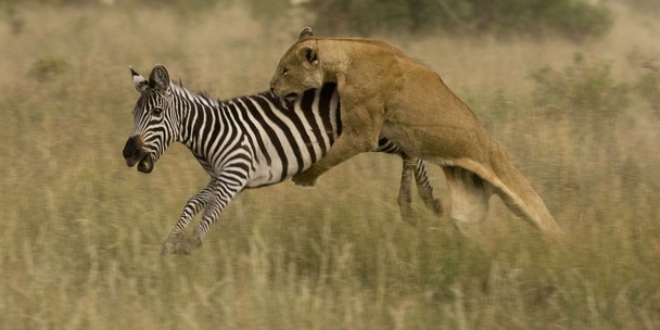 Stop Being Easy Prey: Appearances Are Deceiving